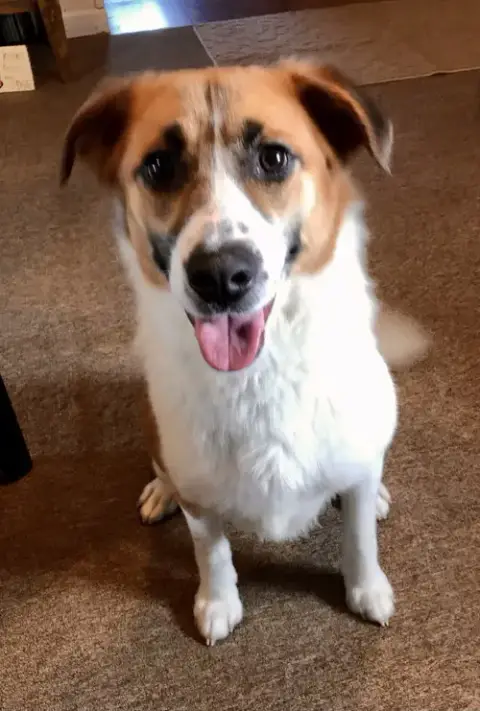 Piper photo 2