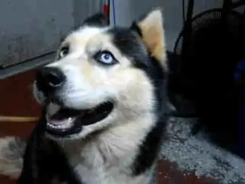 Nala