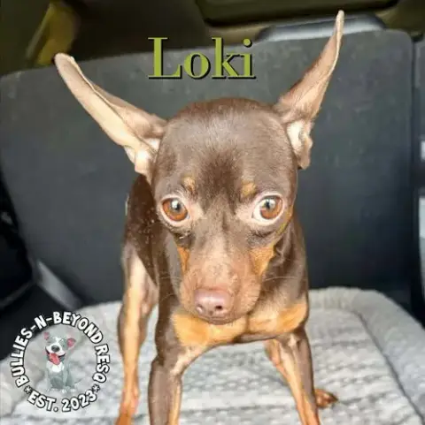 Loki photo 2
