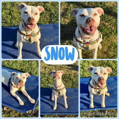 Snow