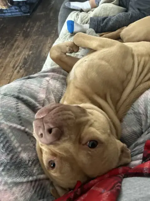 Spartacus