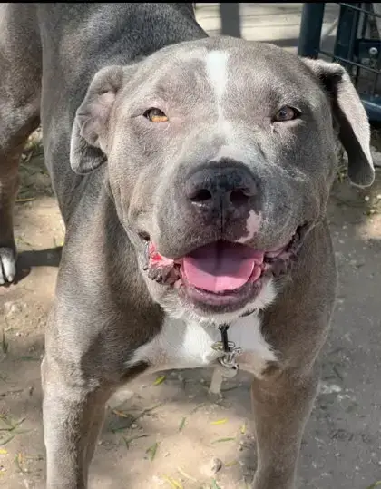 Tank
