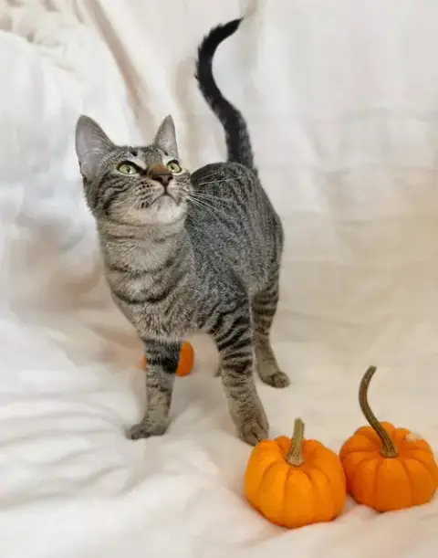 Bex =^.^=