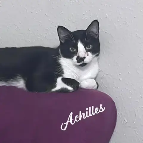 Achilles #Retired-Dumpster-Diver