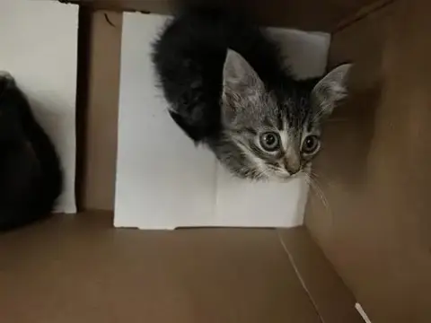 Simba