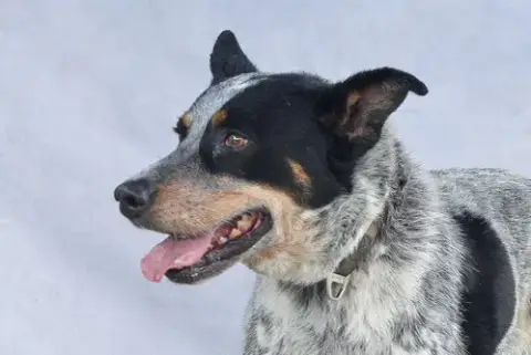 Drako