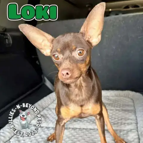 Loki photo 3