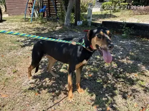 Penny