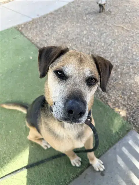 Tyson