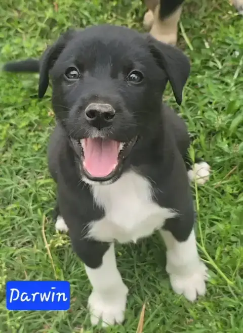 Darwin