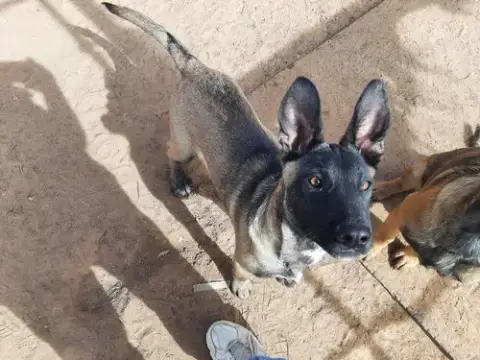 Animaniacs Litter Mindi Located In El Paso