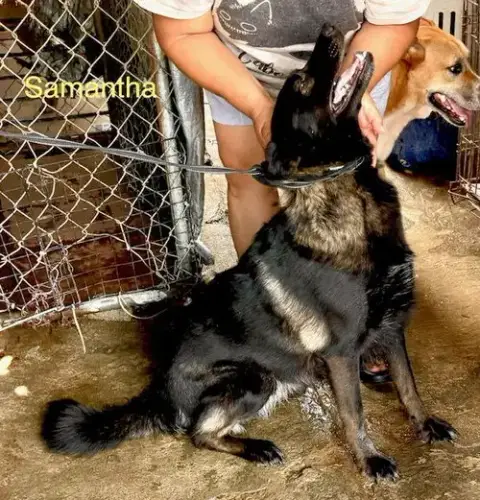 Samantha photo 2