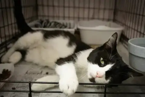 Loki photo 4