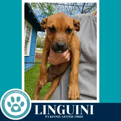Linguini photo 4