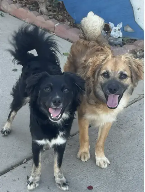 Rocco & Roxie photo 2