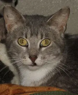 Kitty