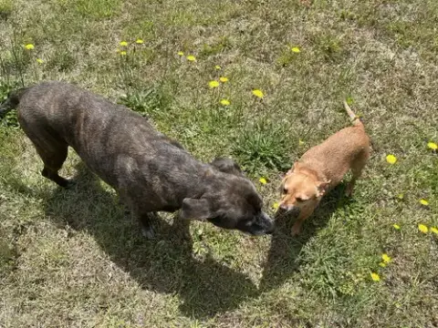 Bambi photo 3