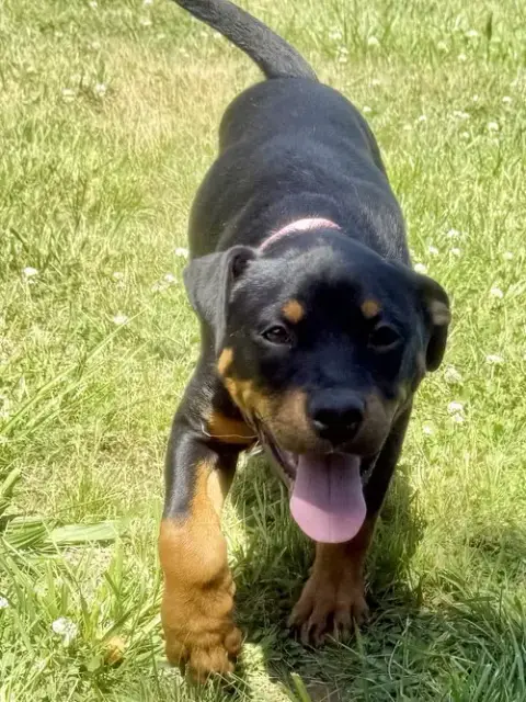 Rosie photo 3