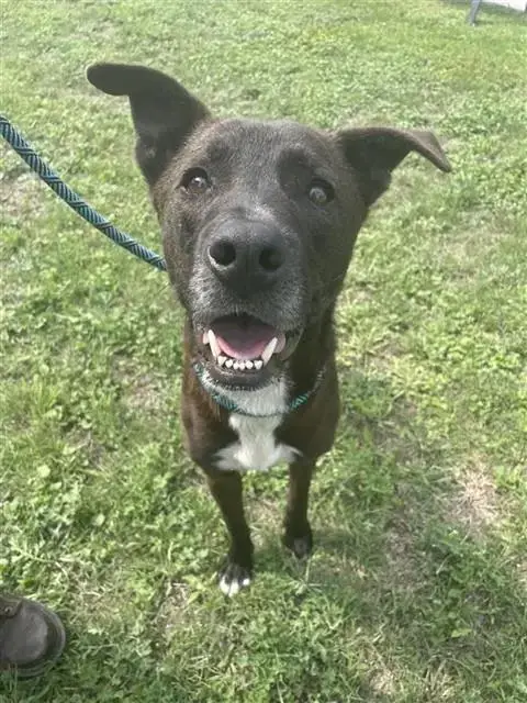 Oso