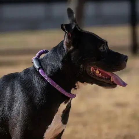 Skye Jum photo 3