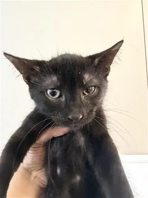 Adopter Dr. Pepper