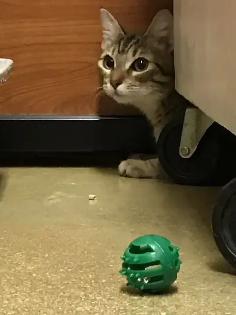 Tiggie photo 2