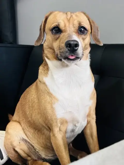 Biscuit The Beagle