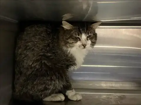 Kit