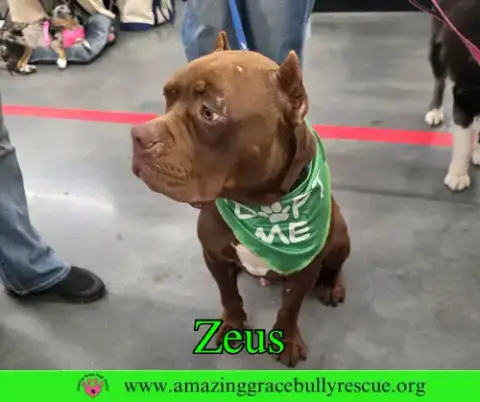 Zues photo 4