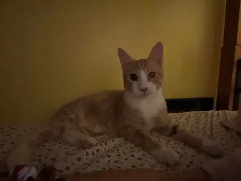 Tigger