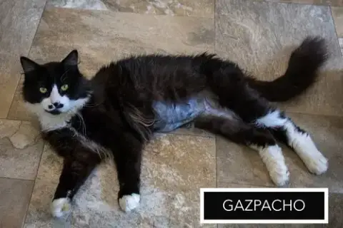 Gazpacho:Dmh photo 2