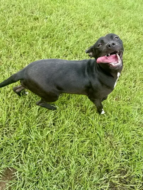 Trixie photo 3