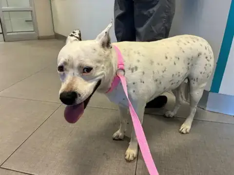 Dot