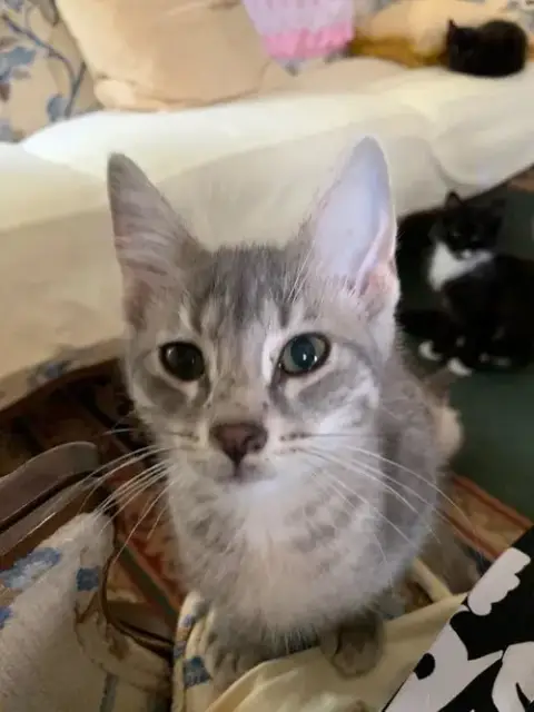 Lilly