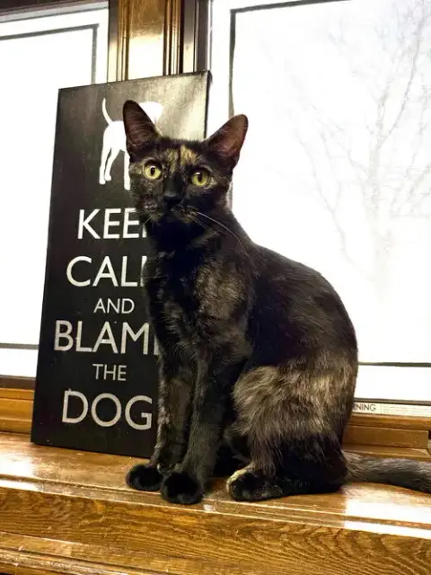 Cat photo 2