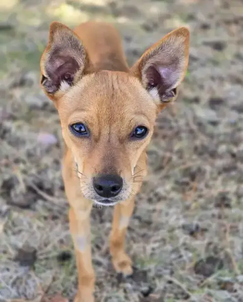 Milo