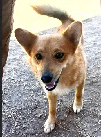 Dandy- Adoption In Process