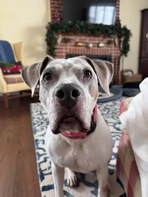 Bella