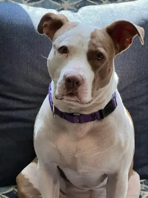 Tia