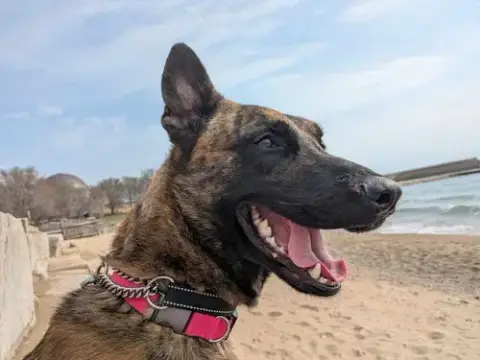 Ryder