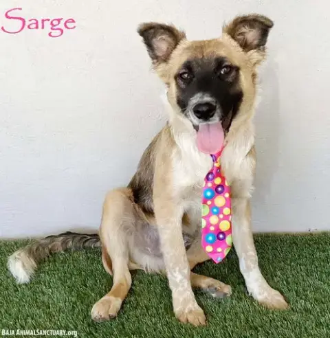 Sarge
