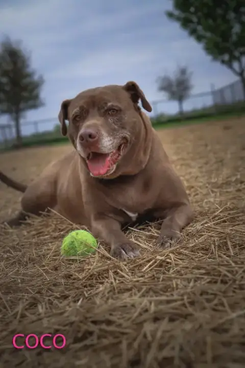 Coco photo 2