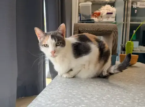 Butterscotch