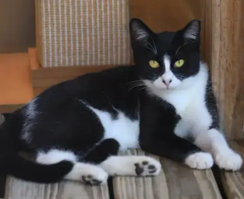 Domino photo 4