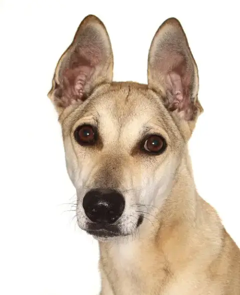 Buddy