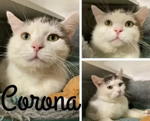 Corona- Fiv+ photo 2