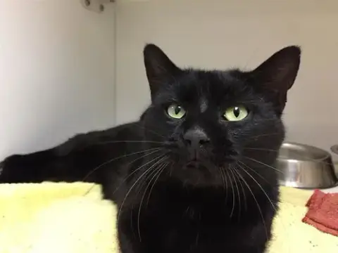 Tobias
