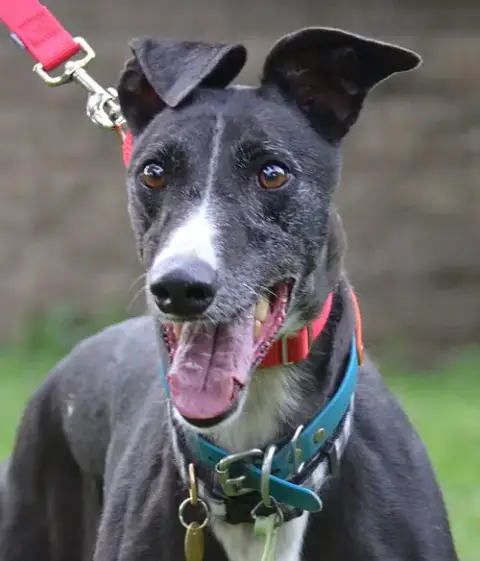 Bonnie photo 2