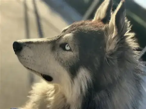 Balto photo 4