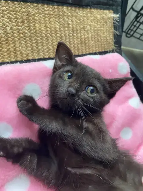 Bellatrix Baby photo 2